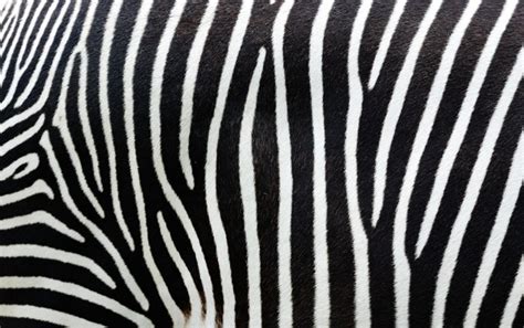 The Zebra's Stripes:  A Colorful 16th-Century Vietnamese Tale About Identity and Acceptance!